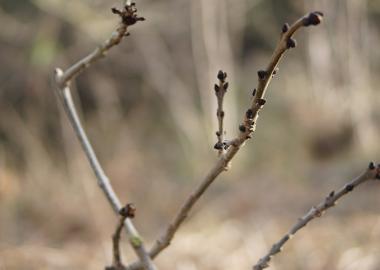 photo of branch in a forest